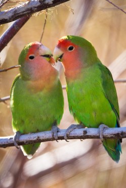 Peach-faced Lovebirds 01-20-13 Phoenix-2-3