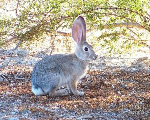desert-cottontail-rabbit-desert-harmony
